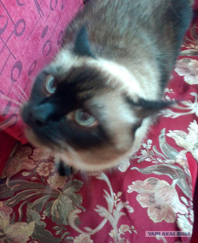 Котовторник 2.12.14
