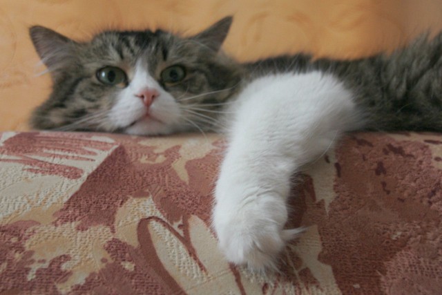 Котовторник 09.06.2015