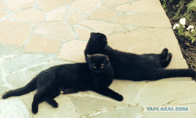 Котовторник  21.07.2015