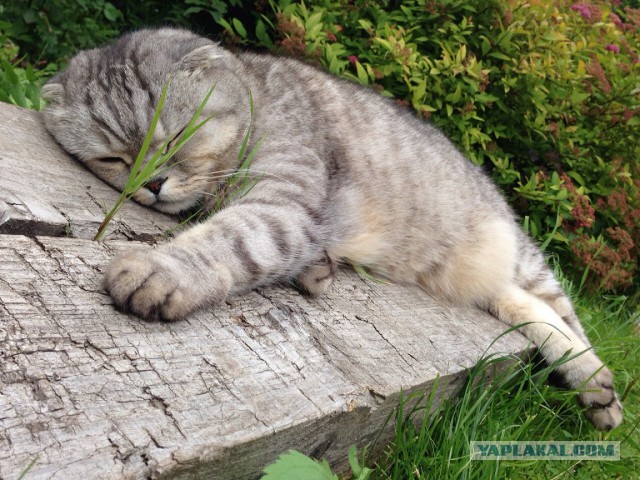 Котовторник 28.07.2015