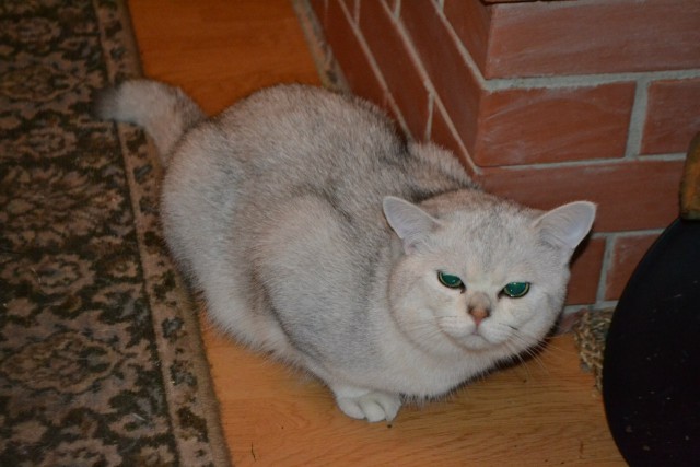 Котовторник 13.10.2015