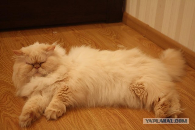 Котооо-о-о-вторник