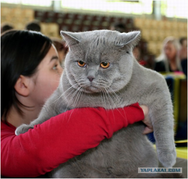 Кот и занавеска.