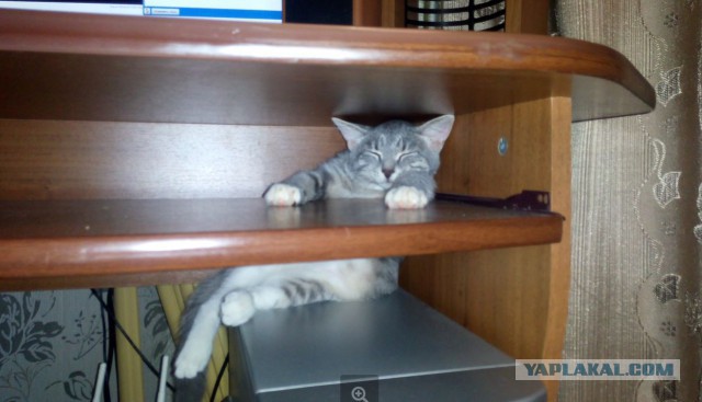 Мимимишности пост