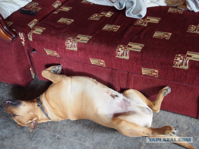 Кот с очень необычной способностью.