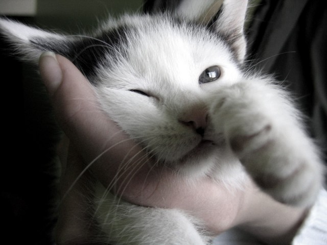Коты, кошки, котята