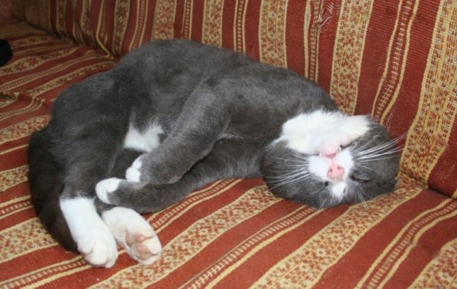 Коты, кошки, котята