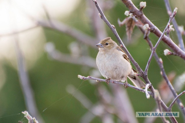 Каких птиц вы видите в городе?