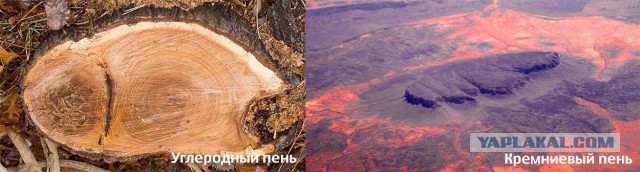 Новая теория эволюции
