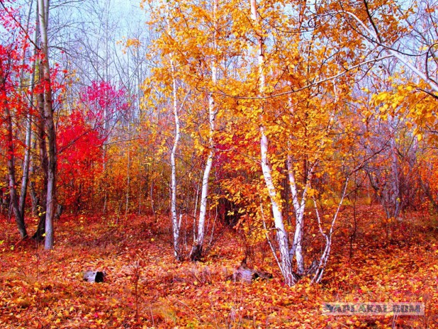 Прогулка по лесу с ножом, фотоаппаратом и ведром.
