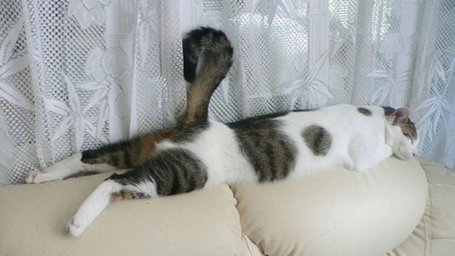 Коты из сети