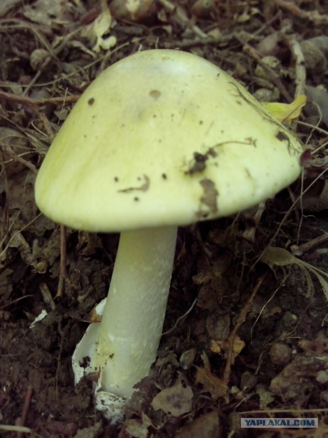 Вспомним лето! Вылазка за грибами.