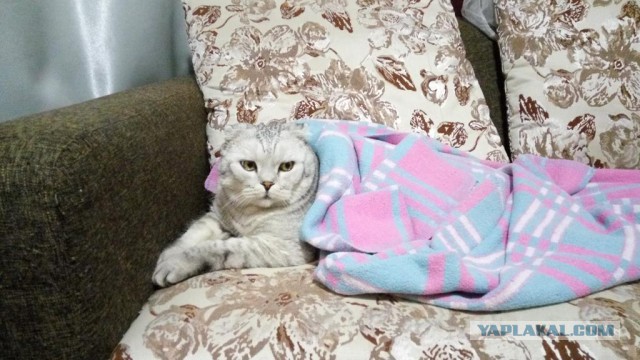 Котовторник 11/04/2017