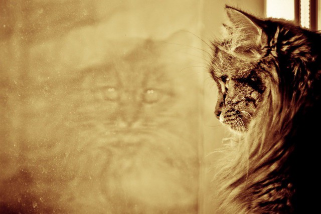 Коты и Кошки