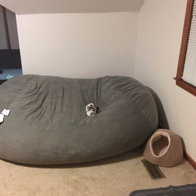 Коты и Кошки