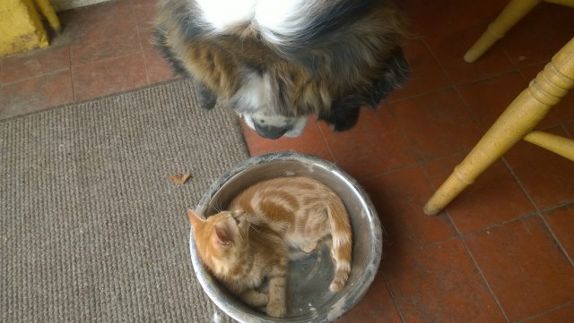Коты и Кошки