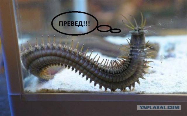 Новый аквариумный житель