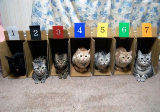 24 кота, которые подняли дерзость на новый уровень