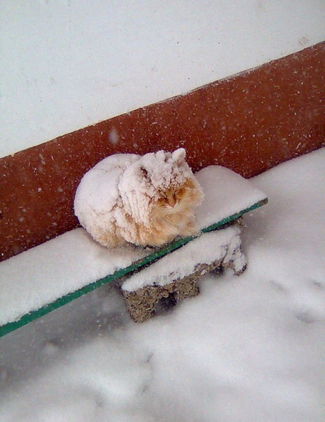 Коты и Кошки