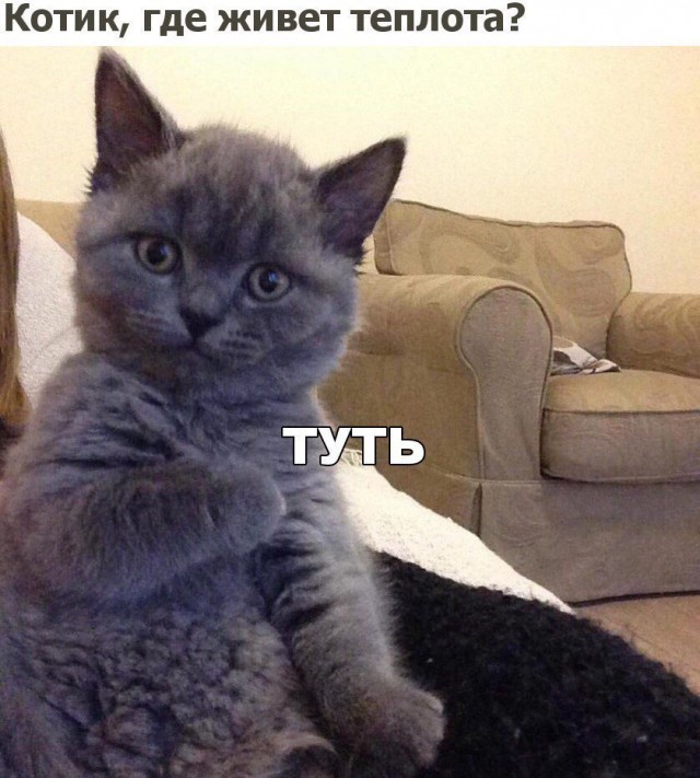 20 шикарных фотографий, в которых вся суть котов