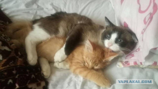 Котовторник 31.10.2017