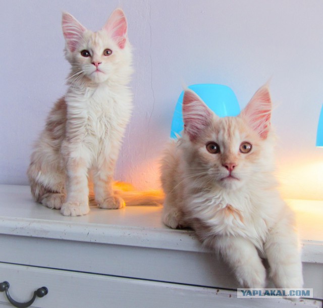 Котовторник 9.01.2018