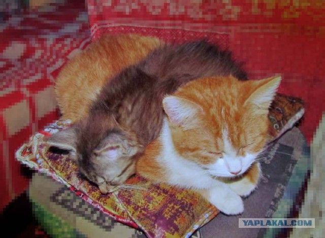 Котовторник  13.02.2018