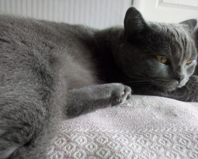 Котовторник 05.06.2018