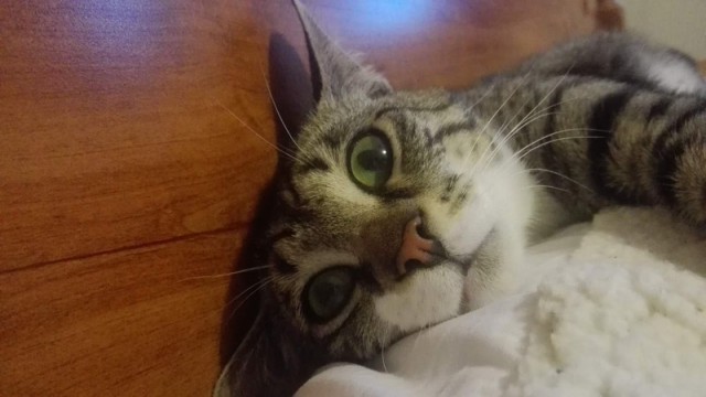Прикольных котов пост