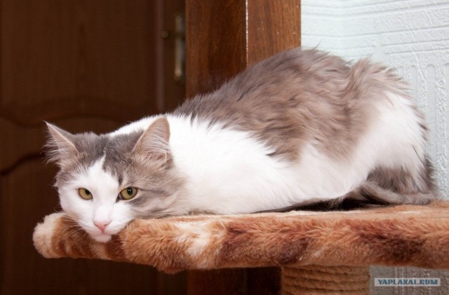 Котейкин вторник! Космический 12.04!