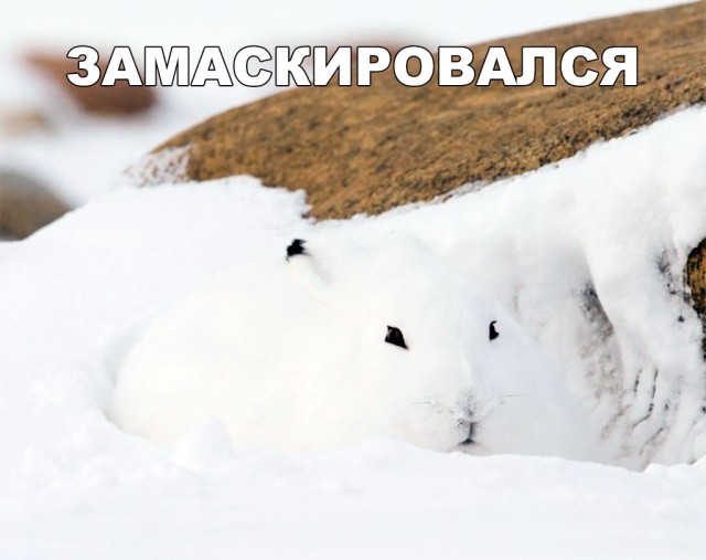 Милые животные. Мимиметр сломался