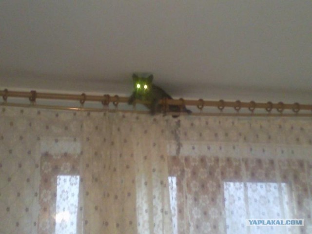 Котовторник 22.11.11