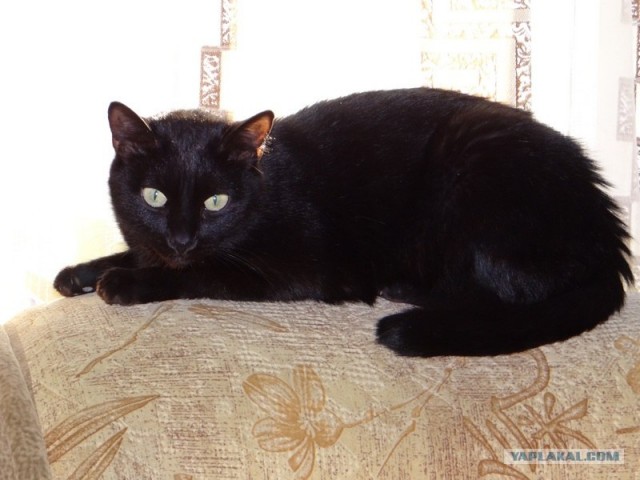 Котовторник (24. 01. 2012 )