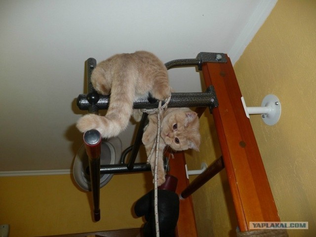 Котовторник (14.02.2012)