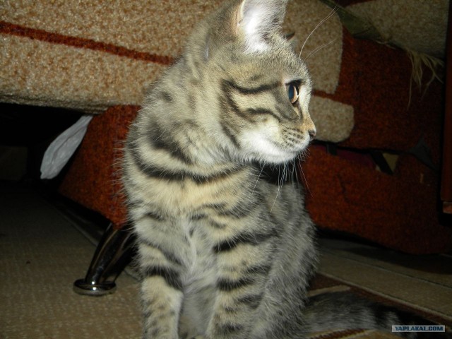 Котовторник! 13.03.2012
