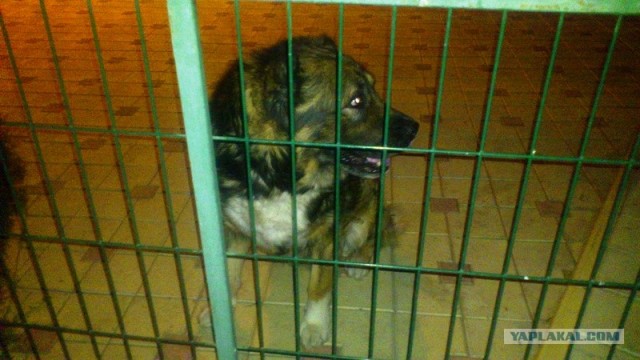 Собакочетверг 12.07.2012