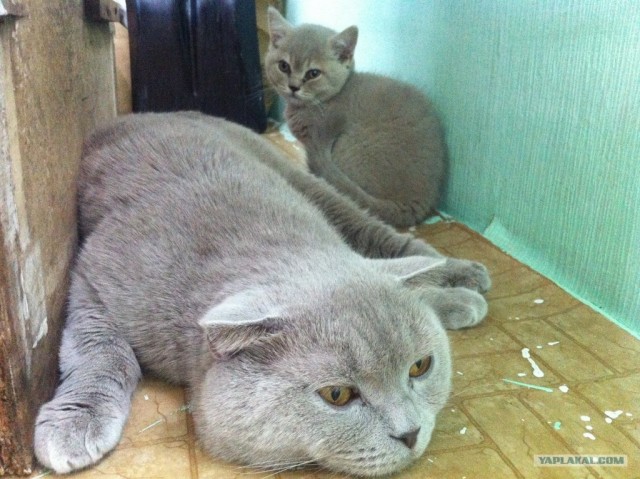Котовторник 07.08.2012