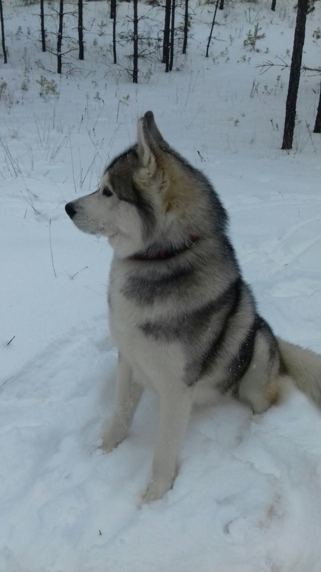 Живность из сети