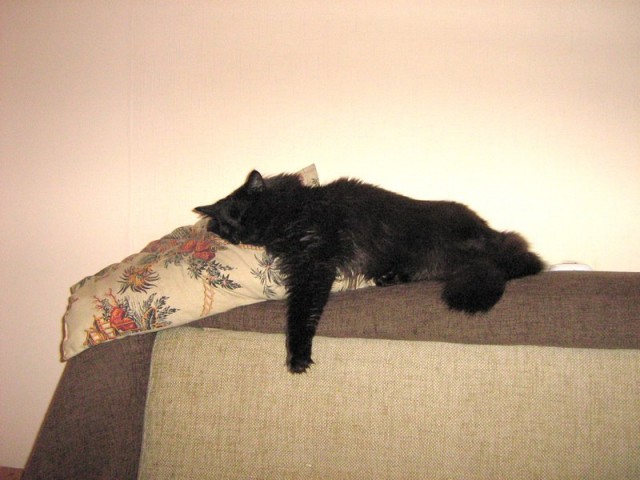Котовторник 28.01.2020