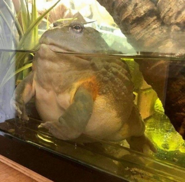Эти забавные животные