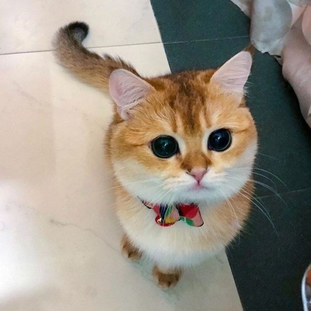 Эти забавные животные