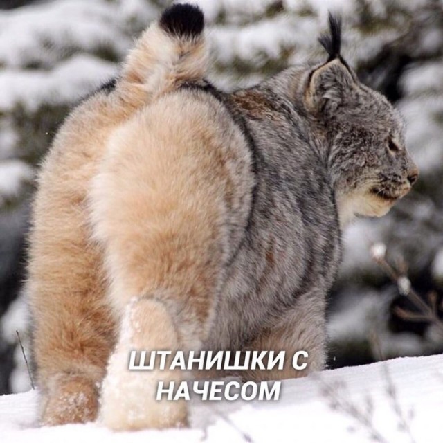 Картинки разные