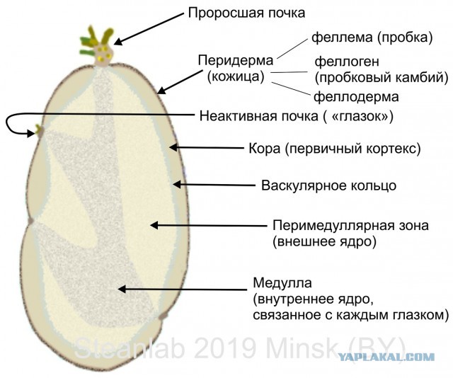 Действительно ли проросший картофель опасен для человека?