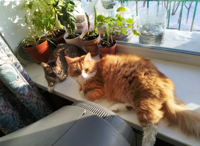 Котовторнику быть!