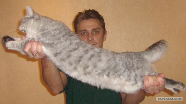 Маленькая девочка не дала в обиду своего кота