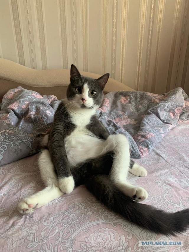 Котовторник же!