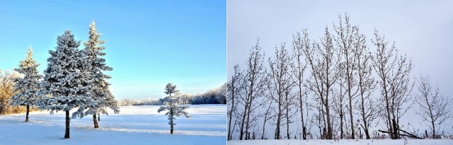 Дерево-спаситель. Зачем его истребляют в наших городах?