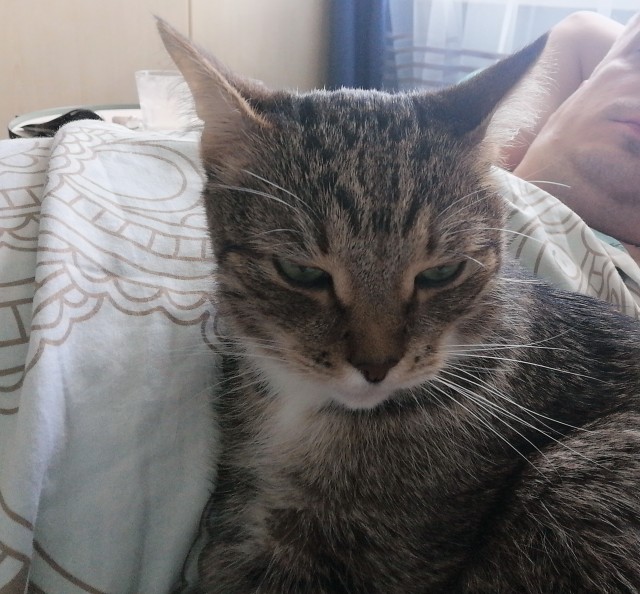 Кот выпрыгивает с 5 этажа горящего здания и... просто убегает
