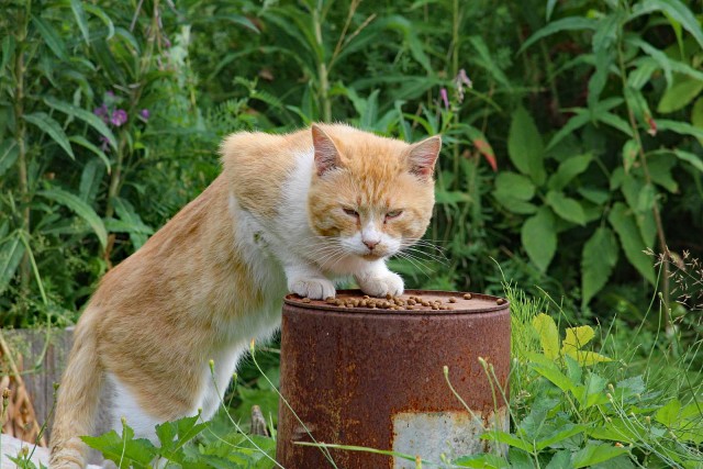 Котовторник (свои добавляем)