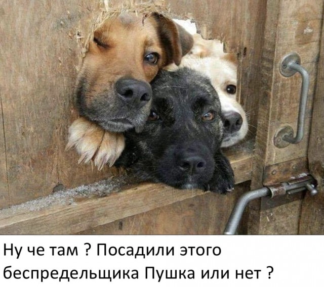 Дразнил собак, ловил птиц: На кота из Ленобласти написали заявление